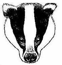 Illustration of a badger's head